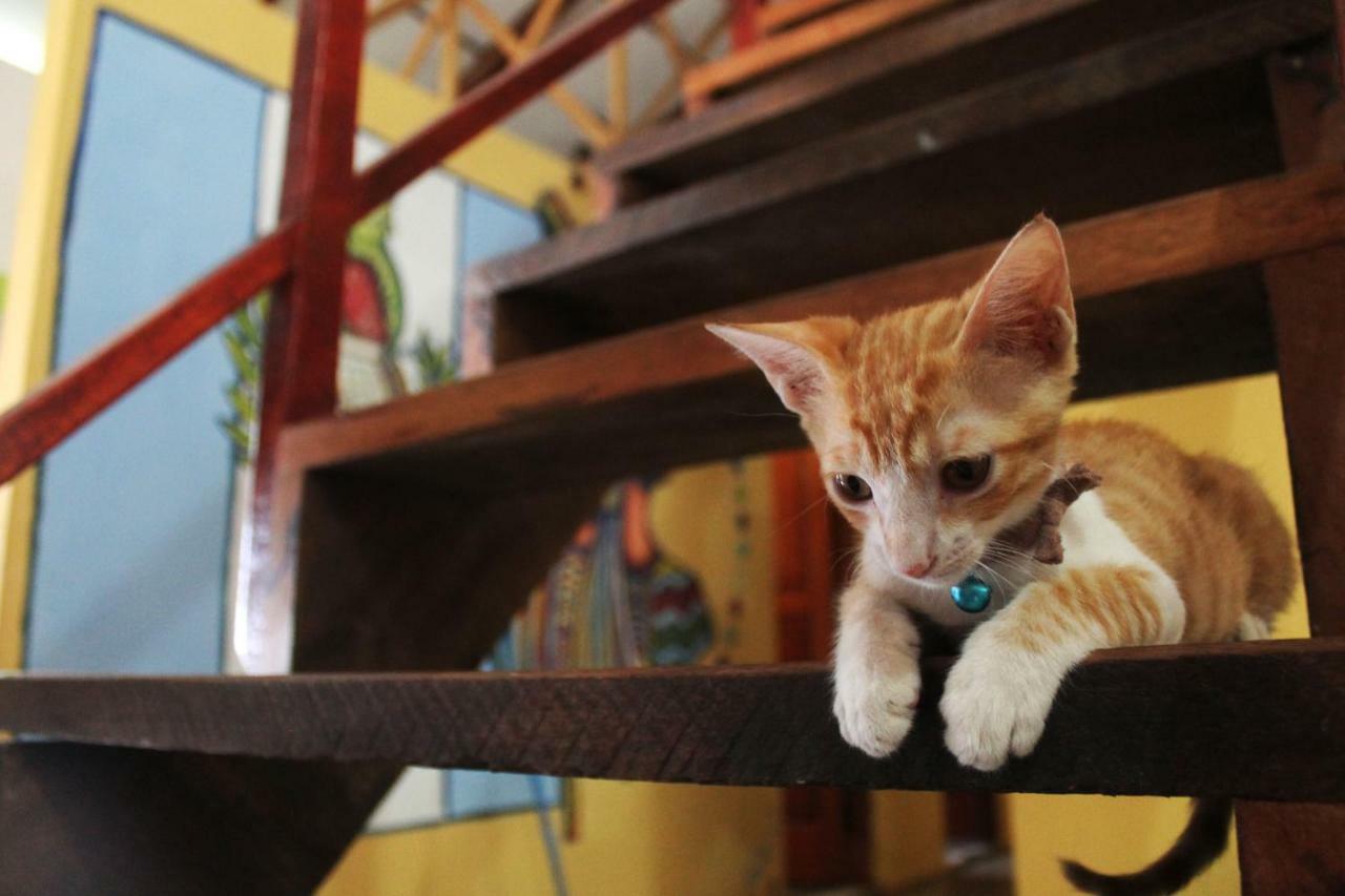 פלורס Ciao Cacao Hostel & Vegan Cafe מראה חיצוני תמונה
